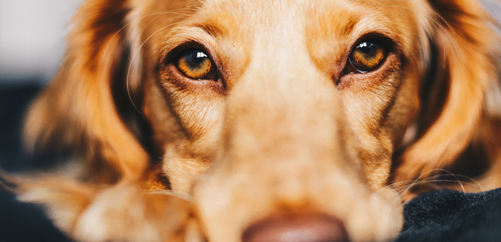 Padaczka u psa i kota – leczenie i wsparcie olejem CBD.