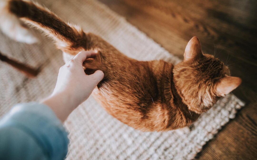 Jak oduczyć kota sikania poza kuwetą? Sprawdź jakie mogą być przyczyny 