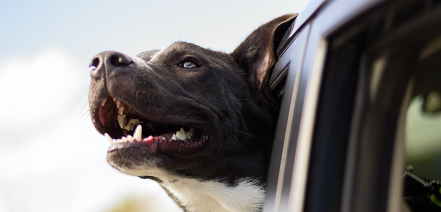 Wskazówki Jazz! Podróż z psem — podróż z psem samochodem.