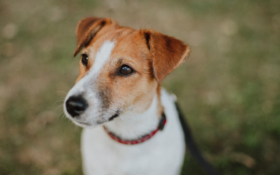 Jack Russell Terrier – charakter, wygląd i historia rasy. 