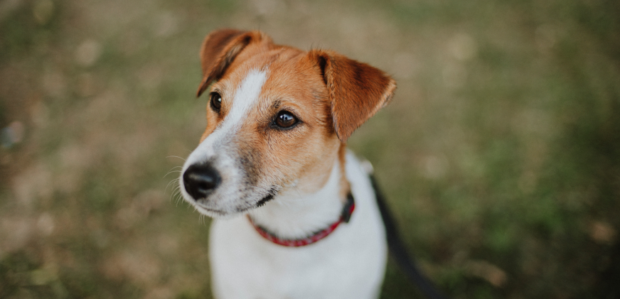 Jack Russell Terrier – charakter, wygląd i historia rasy. 
