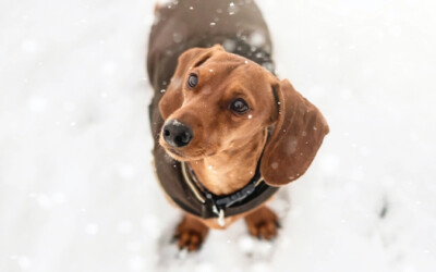 Pielęgnacja psa zimą – masełko na łapki i ubranka zimowe.