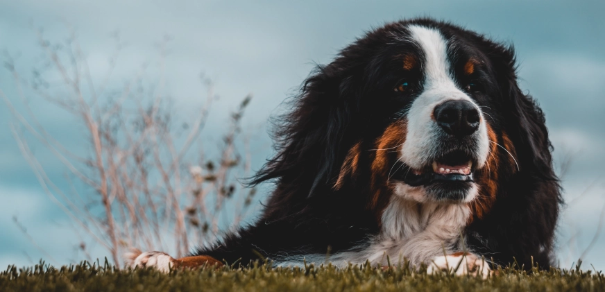 Berneński pies pasterski – wygląd, charakter i historia rasy.