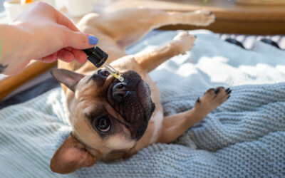 Olejek CBD dla psa a różne choroby naszych pupili – jak pomaga w przypadku chorób skórnych, problemów z układem trawiennym, nerwowości i lęku u psa?